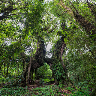 Bale Mountains - Harenna Forest